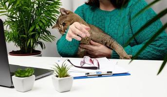 divertente adulto grigio gatto impedisce il libero professionista a partire dal Lavorando a il il computer portatile. il animale morsi il mano. mancanza di Attenzione per animali domestici foto