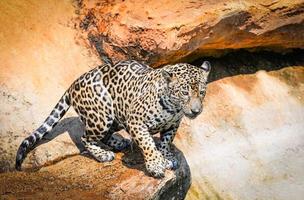 giaguaro animale a caccia foto