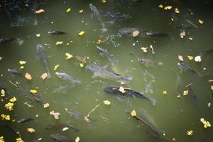 Tilapia pesce nuoto su superficie nel il acqua fiume vivere nel naturale per ossigeno nel estate giorno foto