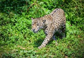 tigre leopardo giaguaro animale natura a caccia foto