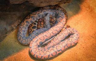 serpente di brasiliano arcobaleno boa dire bugie su terra epicrate cenchria cenchria foto