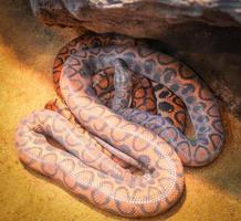 serpente di brasiliano arcobaleno boa dire bugie su terra epicrate cenchria cenchria foto