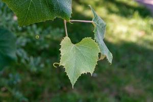 giovane uva foglia vicino su. foto