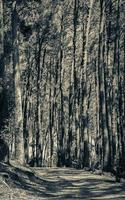 grandi alberi al parco nazionale del tablemoutain del sentiero escursionistico. foto