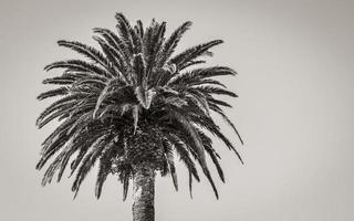 palme città del capo, sud africa. corona di una palma. foto