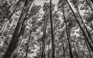 cime degli alberi, tronchi d'albero visti dal basso. parchi nazionali delle montagne della tavola. foto