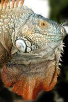 iguane siamo un' genere di lucertole quello vivere nel il tropici di centrale America, Sud America e il caraibico isole. queste lucertole erano primo descritto di un austriaco zoologo ,macro carta da parati, iguana foto