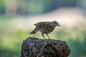 squamoso tordo perching su superiore di il log foto