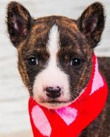 ritratto del cucciolo basenji guardando la fotocamera in sciarpa rossa e rosa
