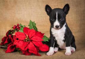 divertente cucciolo di cane basenji con fiore rosso poinsettia