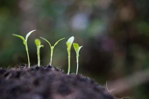 primo piano di un giovane germoglio in crescita foto