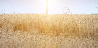 campo con in crescita giallo maturo Grano su un' estate giorno. luminosa raggi di il sole foto