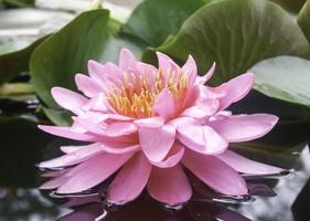 fiore di loto rosa in stagno foto
