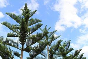 alberi di pino contro il cielo blu foto