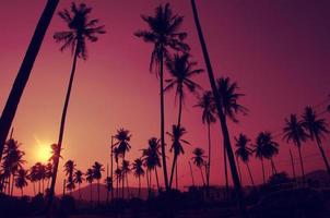alberi di cocco con cieli viola foto