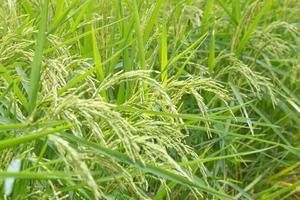 chicchi di riso nel campo di riso foto