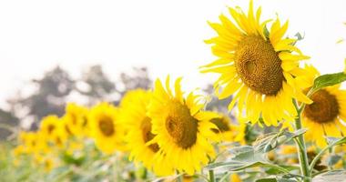 girasole sul campo di girasole foto