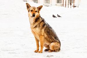 bellissimo dai capelli rossi cortile cane su neve foto