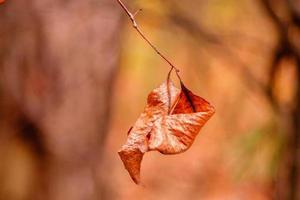 bellissimo autunno le foglie su un' ramo foto