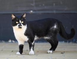 nero e bianca senza casa strada gatto passeggiate giù il strada su un' primavera giorno foto