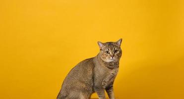 adulto grigio gatto, capelli corti Scozzese dalle orecchie dritte, si siede su un' giallo sfondo foto