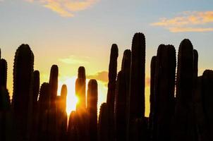 tramonto dietro a cactus foto