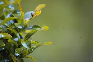 un' affascinante foto di verde impianti prese durante il giorno