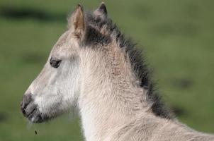 cavallo e puledri foto