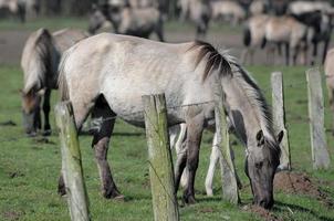 puledri e cavalli nel Germania foto