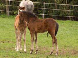 cavallo e puledri foto