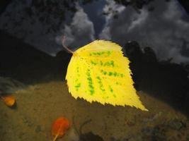 giallo autunno foglia nel acqua foto