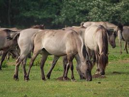 cavalli e puledri nel Germania foto