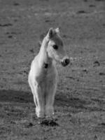 selvaggio cavalli su un' campo foto