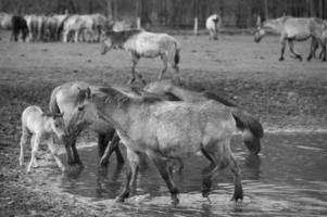 selvaggio cavalli su un' campo foto