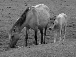 selvaggio cavalli su un' campo foto