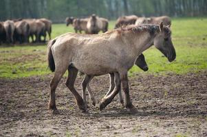 puledri e cavalli nel Germania foto