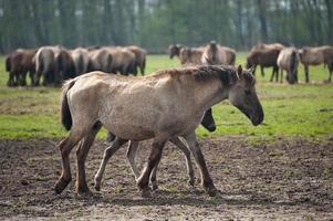 puledri e cavalli nel Germania foto