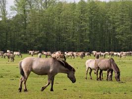 cavalli selvaggi in Westfalia foto