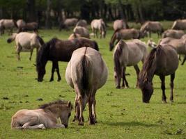 cavalli selvaggi in Westfalia foto