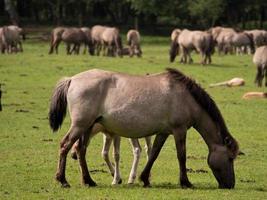 cavalli selvaggi in Westfalia foto