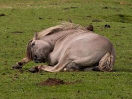 cavalli con puledri foto