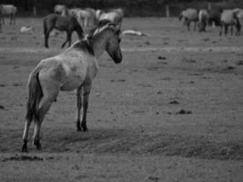 cavalli su un' Tedesco campo foto