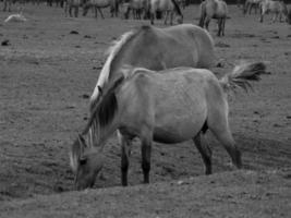 selvaggio cavalli su un' campo foto