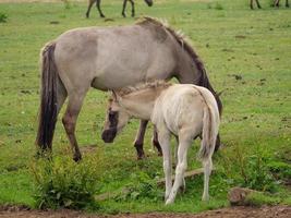 molti cavalli e puledri foto