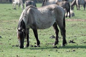 cavalli su un' Tedesco prato foto