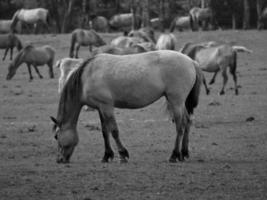 selvaggio cavalli su un' campo foto