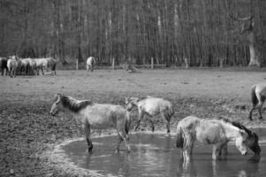 selvaggio cavalli su un' campo foto