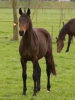 cavallo e puledri foto