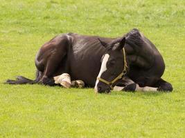 cavallo e puledri foto