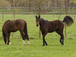 cavallo e puledri foto